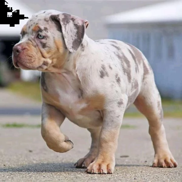 cuccioli di pitbull in vendita | Foto 0