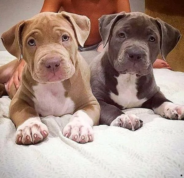 cuccioli di pitbull in vendita