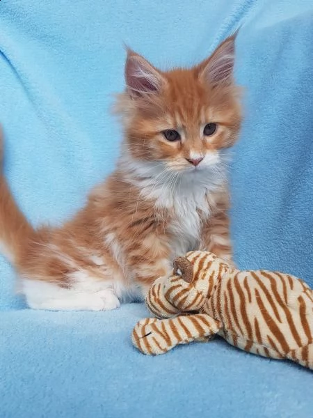 maine coon gattini disponibili