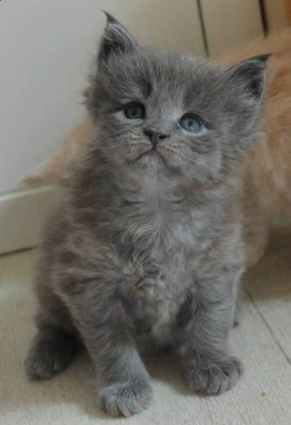 maine coon gattini disponibili | Foto 0