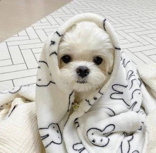 cuccioli maltesi mini tazza da tè in adozione | Foto 0