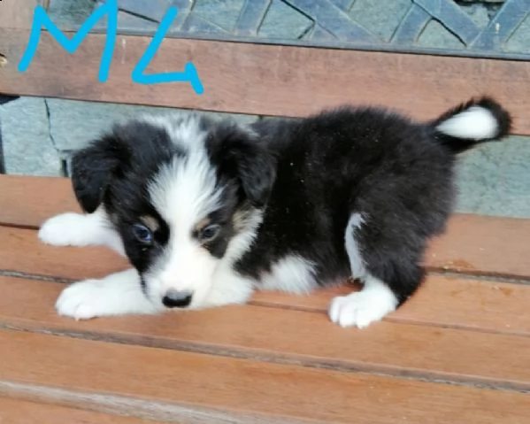 vendita vendito cucciolo in vendita adorabili cuccioli di border collie