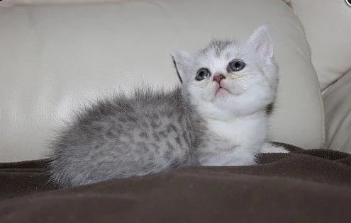  cucciolo dolcissimi cuccioli di munchkin | Foto 1