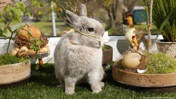 vendita cucciolo cuccioli coniglio nano