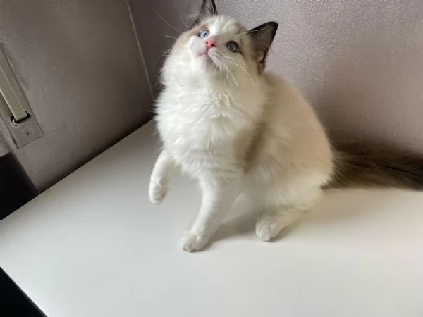 Cuccioli ragdoll | Foto 3