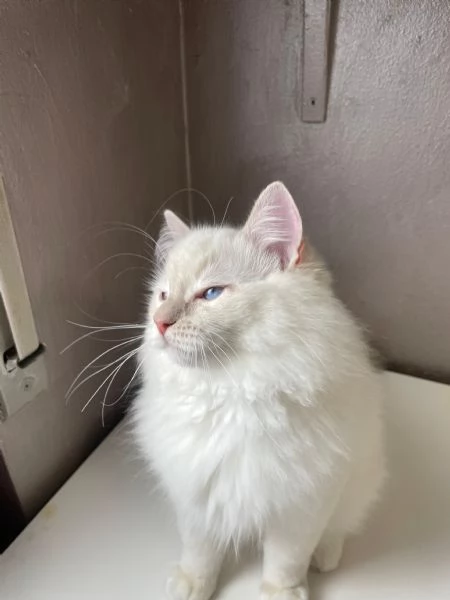 Cuccioli ragdoll | Foto 2