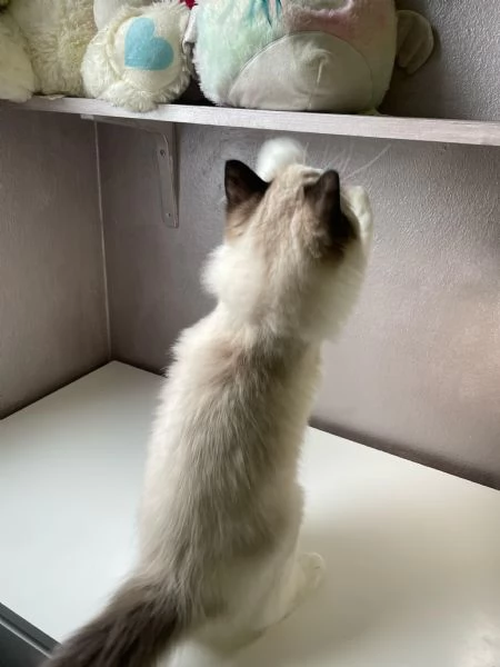 Cuccioli ragdoll | Foto 1