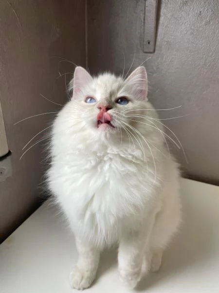 Cuccioli ragdoll | Foto 0