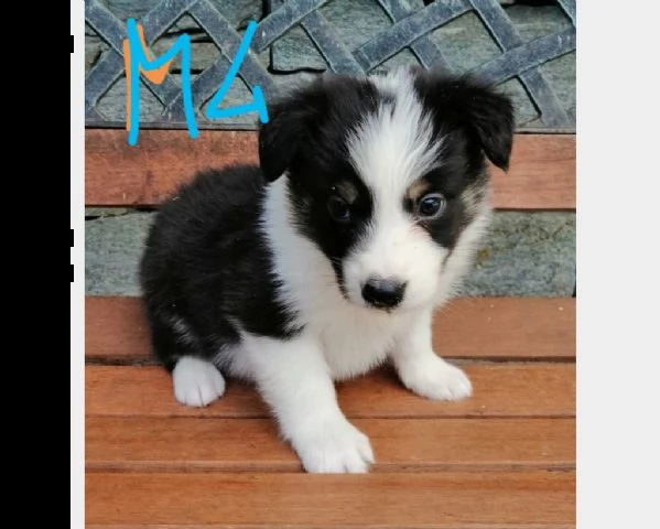 vendita vendito cucciolo in vendita adorabili cuccioli di border collie