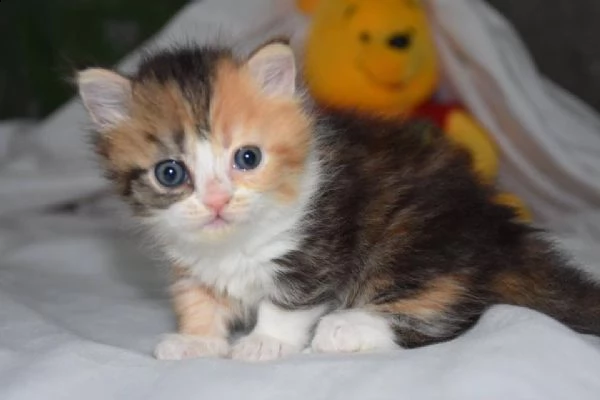 super cuccioli munchkin disponibili