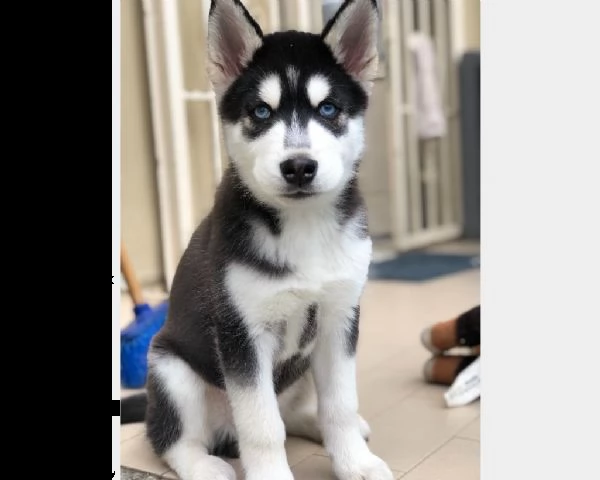 vendita cucciolo regalo vendita cucciolo cucciolo di siberian husky