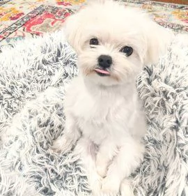 cuccioli maltesi  | Foto 0