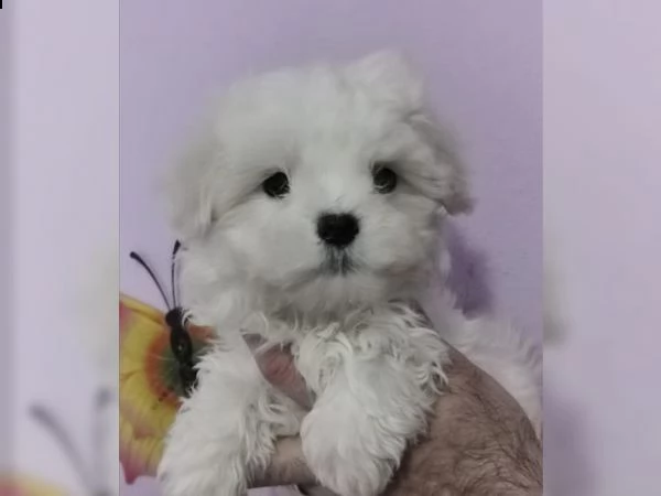 maltese