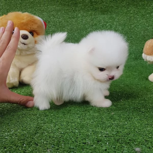 regalo  volpino pomerania mini toy xxxx | Foto 0