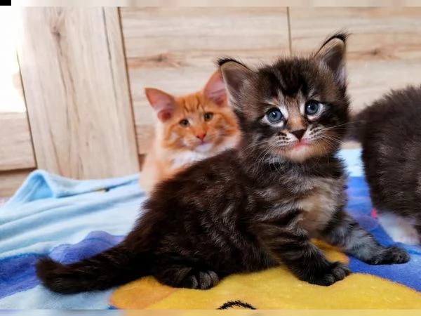 gatti norvegesi delle foreste