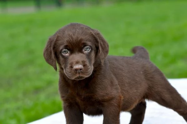 labrador cucciolo femmina