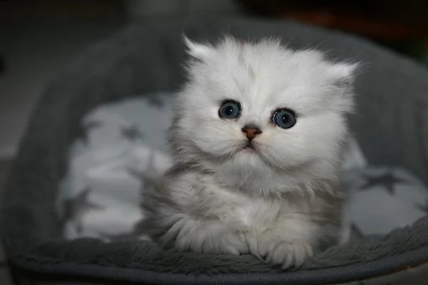 gattini persiani maschi e femmina