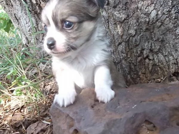 lovely chihuahua puppies for free adoption  | Foto 0