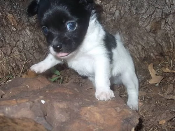 lovely chihuahua puppies for free adoption ,,hhbv | Foto 0