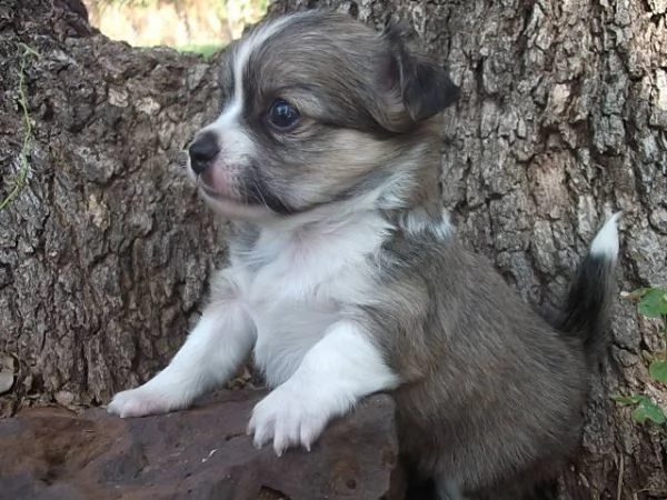 lovely chihuahua puppies for free adoption //ghg