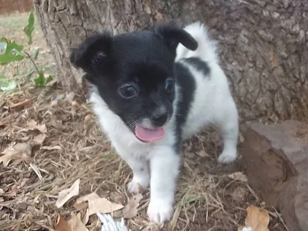lovely chihuahua puppies for free adoption //ghg | Foto 0