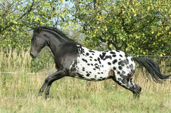 vendita vendita cavallo appaloosa nero.