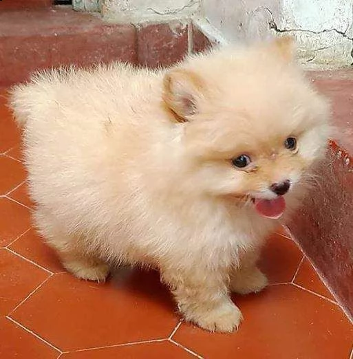 pomeranian cucciolo 