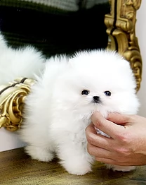 regalo  volpino pomerania mini toy (()))) | Foto 0