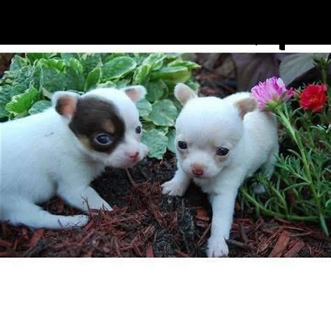 misti pincher chihuahua