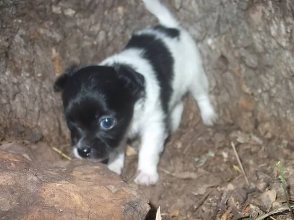 lovely chihuahua puppies for free adoption /// | Foto 0