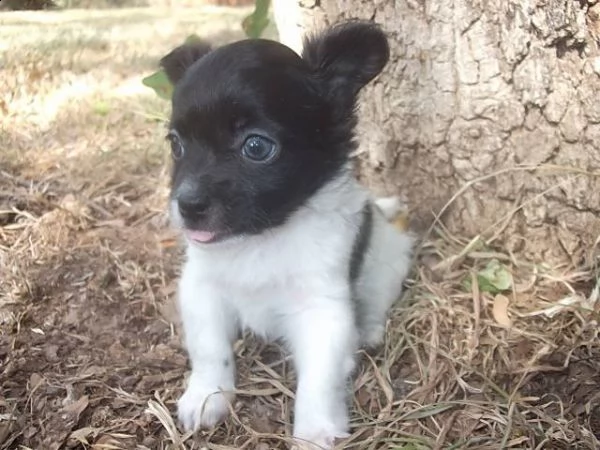 lovely chihuahua puppies for free adoption //hghgh | Foto 1