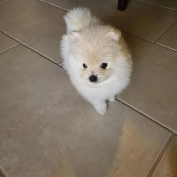 regalo  volpino pomerania mini toy (())) | Foto 0