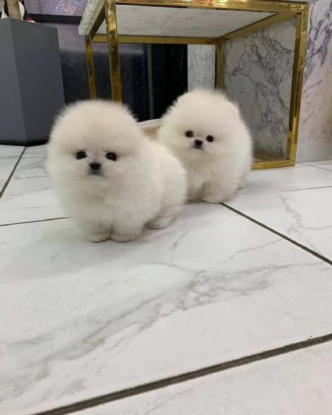 regalo pomeranian cucciolo 
