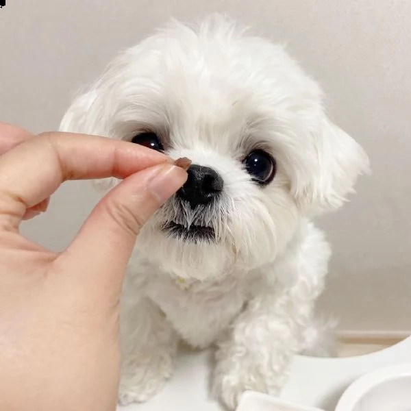 regalo maltese piccolo  | Foto 0