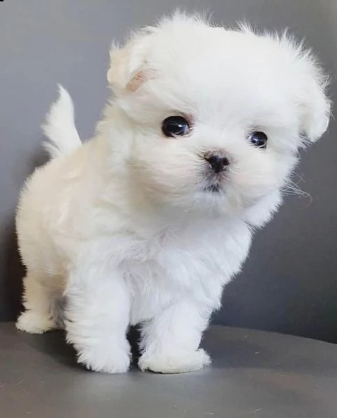 regalo maltese cucciolo  | Foto 0