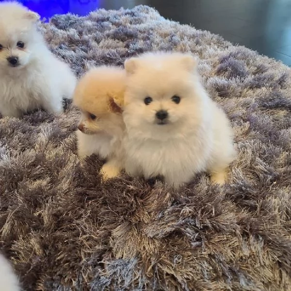 regalo valpino pomeranian  | Foto 0