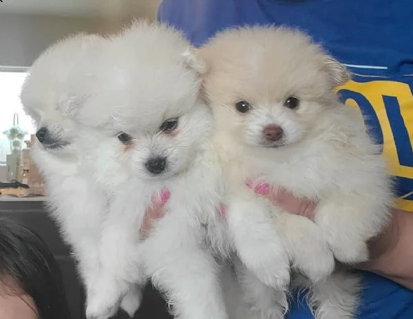 regalo valpino pomeranian 