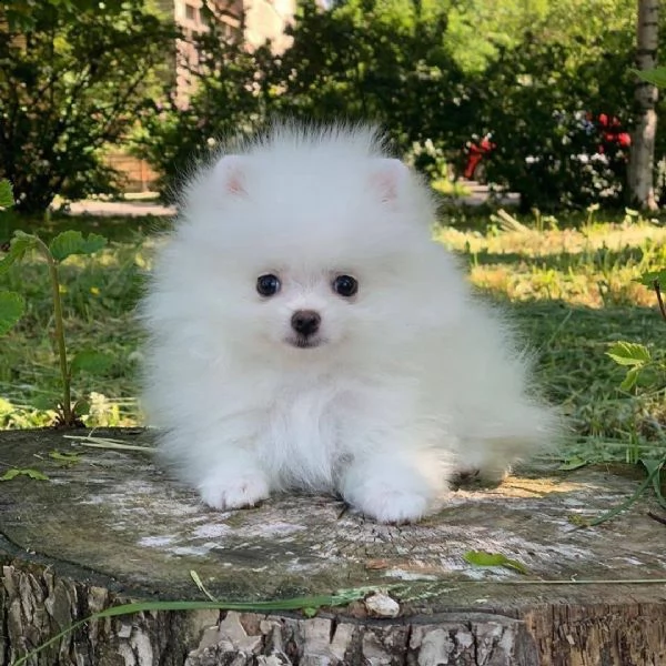 regalo cuccioli di pomeranian  | Foto 0
