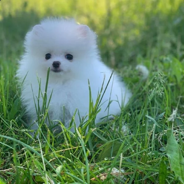regalo cuccioli di pomeranian 