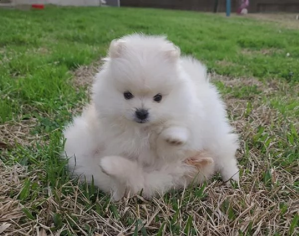 regalo  volpino pomerania mini toy zxzxzx | Foto 0