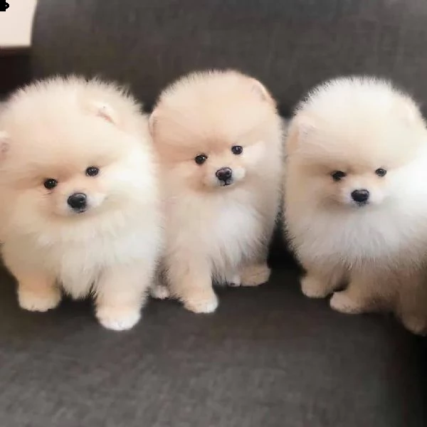 regalo  volpino pomerania mini toy zxzxzx