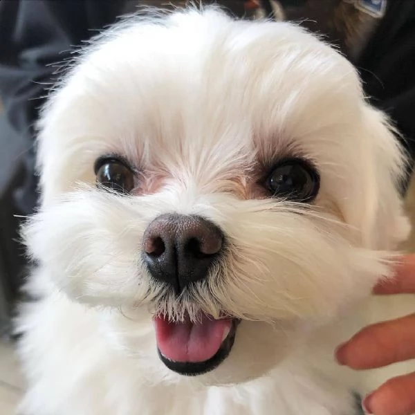 cuccioli maltesi maschi e femmine disponibili | Foto 0