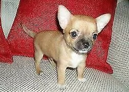 cucciolo di pincer chiwawa mini toy buonissimi 