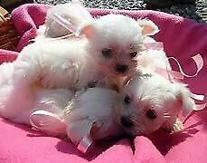 cucciolo di spitz e maltese mini toy inteligentissimi 