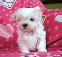 cucciolo di maltese mini toy inteigentissimi 