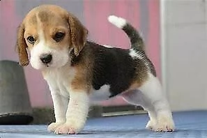 cucciolo di beagle inteligentissimo sanissimo