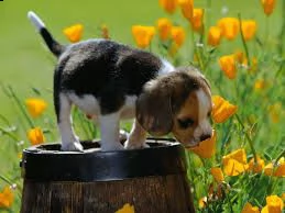  regalo beagle  | Foto 0