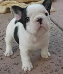   regalo bouledogue francese | Foto 0
