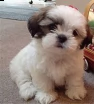    regalo shih-tzu  toy | Foto 0