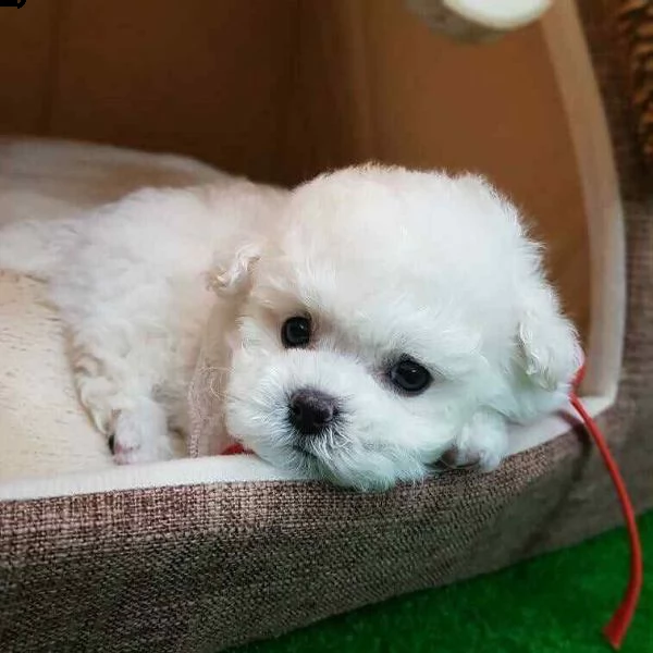 bellissimi maltesini toy di mesi 2 e mezzo